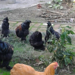 brama xoruzları 6 aylıq koxinxin palivıda var i