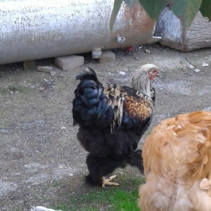 brama xoruzları 6 aylıq koxinxin palivıda var ikidənə xoruz müxtəlif q