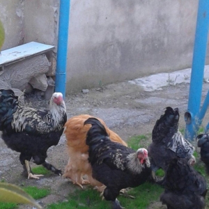 brama xoruzları 6 aylıq koxinxin palivıda var ikidənə xoruz müxtəlif q