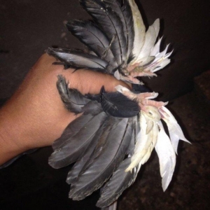 5 eded lelekli çekilli hazır bala veren quşlar 