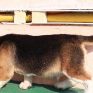 Sifarişlə Beagle. Şəkildəki bala Beagl. 7-10 gün ərzində Ukraynada