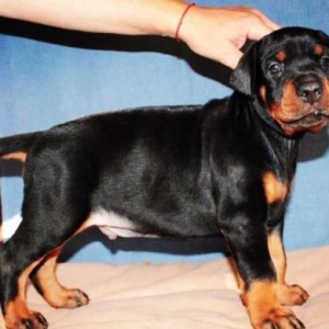 Radaslovonnu Doberman. Şəkildəki bala Dobermanın Sifarişi mümkündür. S