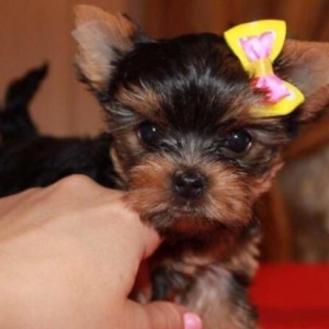 Bala mini york. Şəkildəki sarı bantikli bala mini yorkun sifarişi mümk