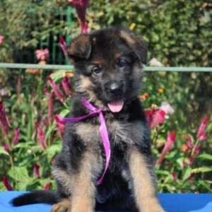 Şəkildə gördüyünüz nemkalar sifariş üçündür. 1-3 aylıq. Radaslovonnu ç