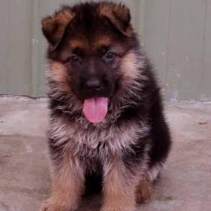 Şəkildə gördüyünüz nemkalar sifariş üçündür. 1-3 aylıq. Radaslovonnu ç