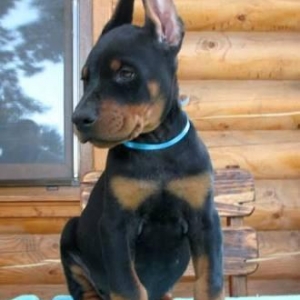 Sifarişlə Doberman balası...600$-dan başlayan qiymətlərlə. 5-7 gün ərz