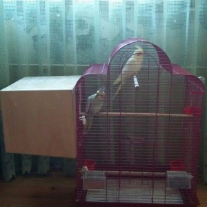 Salam 2 karella hec bir problemi yoxu çütleşen 