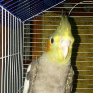 satıram ve yaxud baterde ederem Korella dısı ı