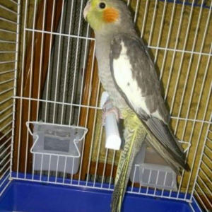 satıram ve yaxud baterde ederem Korella dısı ıle 11aylıq Korella erkek