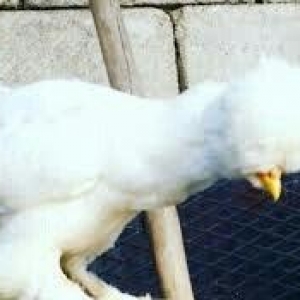 SALAM SULTAN SATIRAM AĞ VE QARA SULTA İSTEYEM OLSA GELİB BAXI ALA BİLE