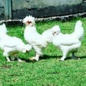 SALAM SULTAN SATIRAM AĞ VE QARA SULTA İSTEYEM OLSA GELİB BAXI ALA BİLE