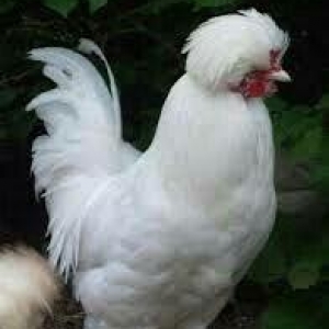 SALAM SULTAN SATIRAM AĞ VE QARA SULTA İSTEYEM OLSA GELİB BAXI ALA BİLE