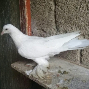 qizgin maya 16tuk ayagi welpe tukli.merdekan korpi