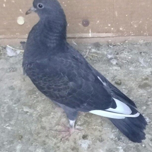 ag qanad bala teze den goturur.atasi anasi 4saat u