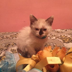 если будут хорошие люди то сделаю скидку,мальчик и девочка 