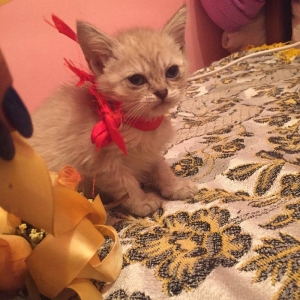 если будут хорошие люди то сделаю скидку,мальчик и девочка 