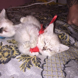 если будут хорошие люди то сделаю скидку,мальчик и девочка 