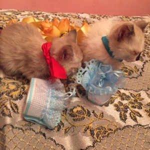 если будут хорошие люди то сделаю скидку,мальчик и девочка 