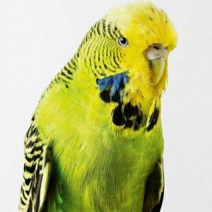 YASHIL RENGLI  ve ya spangle disi CEX papuqaylari 