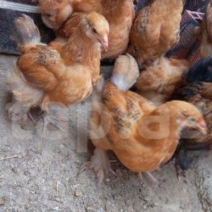 3 ayliq buff orpington blue avstrlopr ve qara koxi
