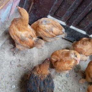 3 ayliq buff orpington blue avstrlopr ve qara koxin melez balalari
