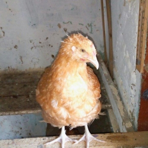 3 ayliq buff  orpington beceler
denesi 30manata 
qiymet sondur