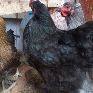 Qara koxin 40 man
blue brama 40 man 
rod island re