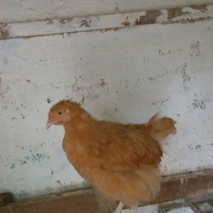 Buff orpington xoruz colpalar 3ayliq 30manata vaks