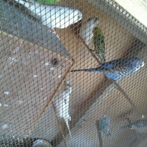 salam hamsn satram dene dene satmram 8 yuva iri qe