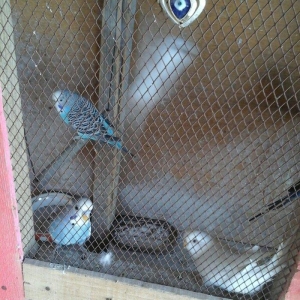 salam hamsn satram dene dene satmram 8 yuva iri qefesi metreyarm uzunu