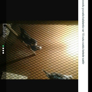 salam hamsn satram dene dene satmram 8 yuva iri qefesi metreyarm uzunu