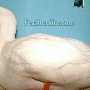 Pekin ordəyləri satılır. 6 aylıqdılar  hazı