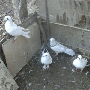 25 eded terkidme goyercin satilir. Optovoy. 85 manat. Tam saqlamdi. Te