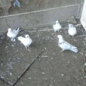 Terkidme 25 goyercin satilir. Tam saqlamdi. Optovo