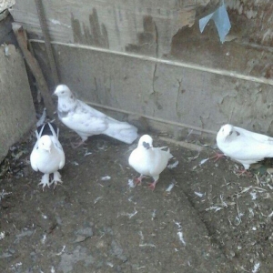 Terkidme 25 goyercin satilir. Tam saqlamdi. Optovoy 85manat. Tek tek 4