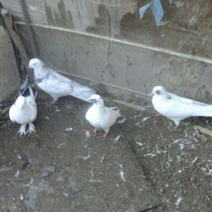 Terkidme 25 goyercin satilir. Tam saqlamdi. Optovoy 85manat. Tek tek 4