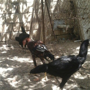 Temiz heyratl xoruzu. fereler.3. 4 ayllq bece ve f