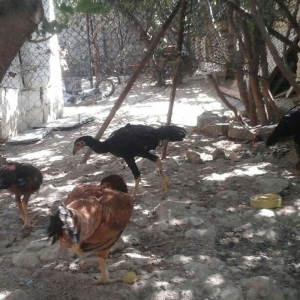 Temiz heyratl xoruzu. fereler.3. 4 ayllq bece ve fereler her qiymete