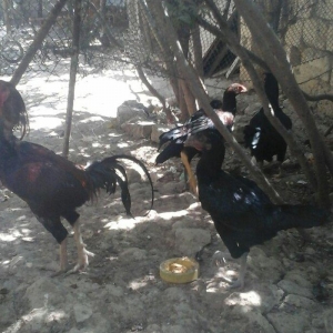 Temiz heyratl xoruzu. fereler.3. 4 ayllq bece ve fereler her qiymete