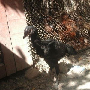 Temiz heyratl xoruzu. fereler.3. 4 ayllq bece ve fereler her qiymete