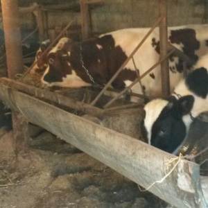 inəklər ucudə satılir birinci inək ekiz dogur 19 litr sud verib ikinci