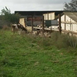 inəklər ucudə satılir birinci inək ekiz dogur 19 litr sud verib ikinci