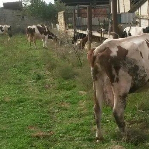 inəklər ucudə satılir birinci inək ekiz dogur 19 litr sud verib ikinci