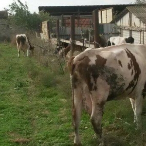 inəklər ucudə satılir birinci inək ekiz dogur 19 litr sud verib ikinci