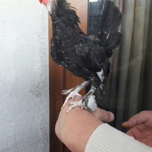 Təmiz yaponka xoruzlar  satılır 5 aylıq və 3 aylıq