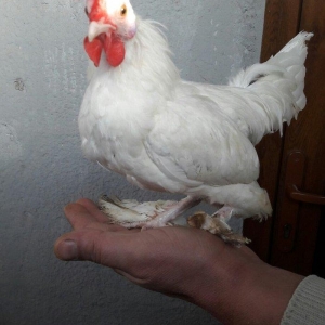 Təmiz yaponka xoruzlar  satılır 5 aylıq və 3 aylıq