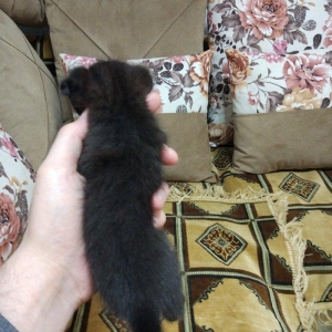 Sentyabrin 25-de dogulan 4 shotland qulagisallaq pishik balalarindan 2