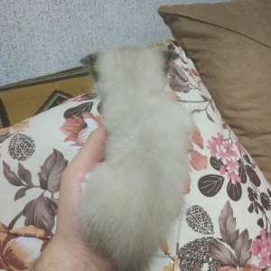 Sentyabrin 25-de dogulan 4 shotland qulagisallaq pishik balalarindan 2