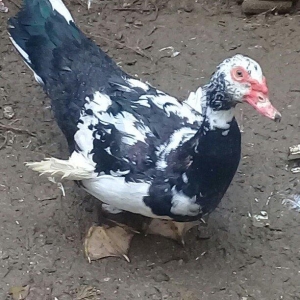 lal ördək erkək satılır qanadları əyridir �