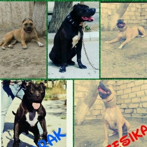 Temiz paroda pitbull balalari satilir. Bakida taninmiw temiz qan pitbu